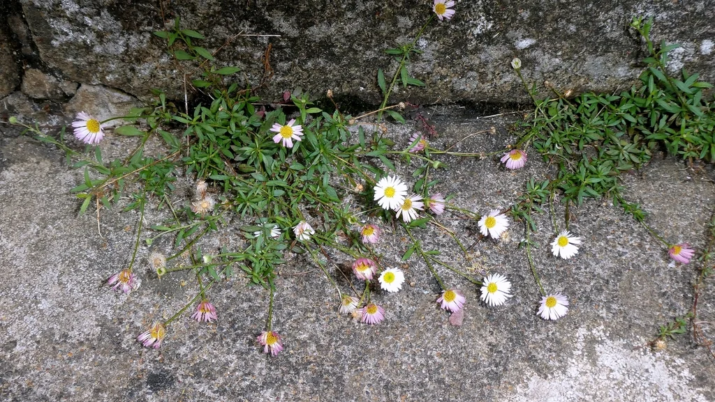 Erigeron Karvinskianus