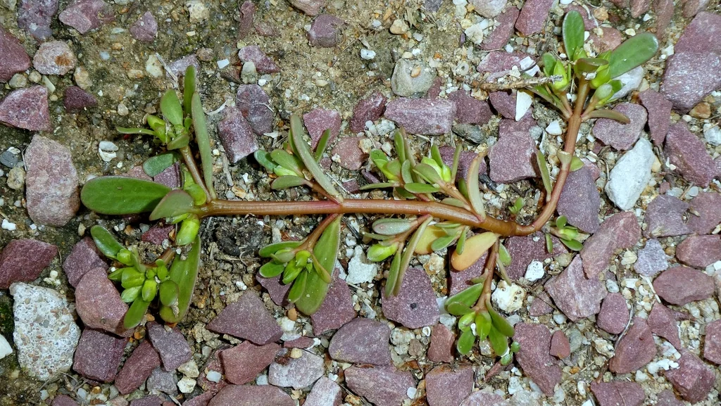 Portulaca oleracea