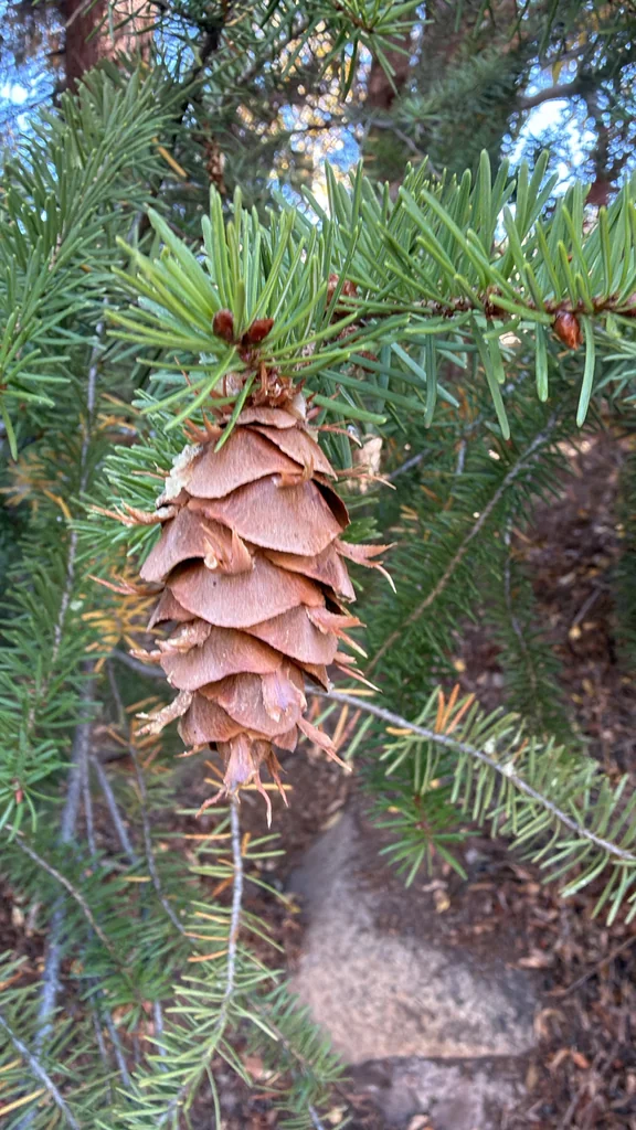 Pseudotsuga Menziesii