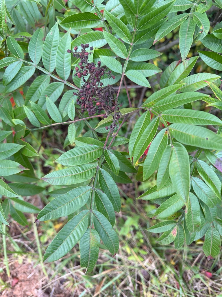 Rhus Copallina