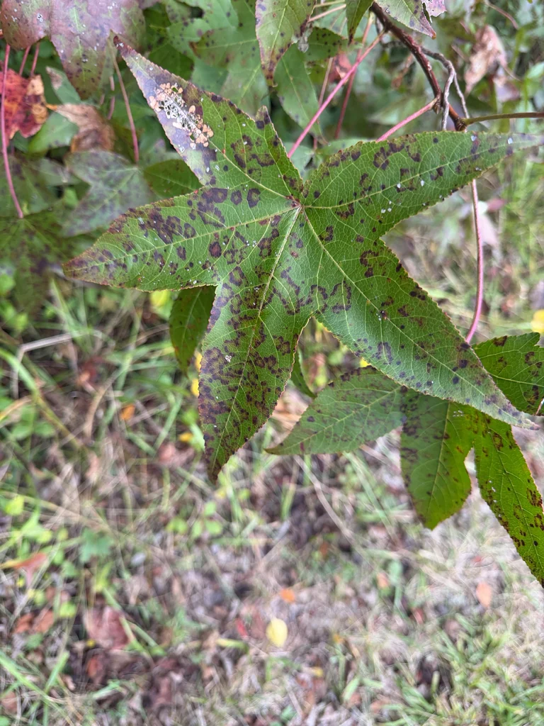 Liquidambar Styraciflua