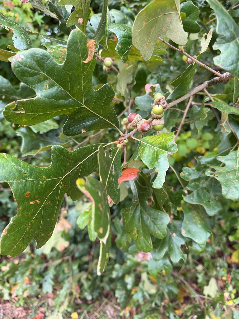 Quercus Stellata