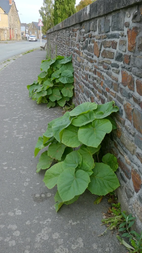 Paulownia Tomentosa