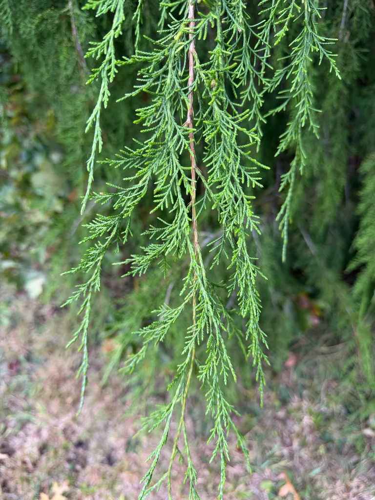 Juniperus Virginiana