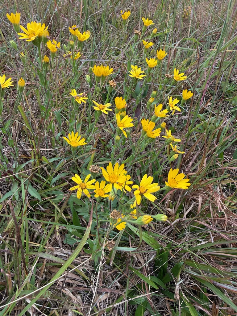 Chrysopsis Mariana