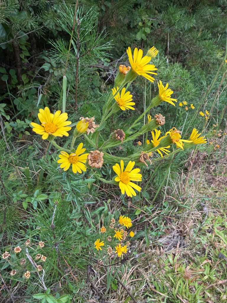 Chrysopsis Mariana