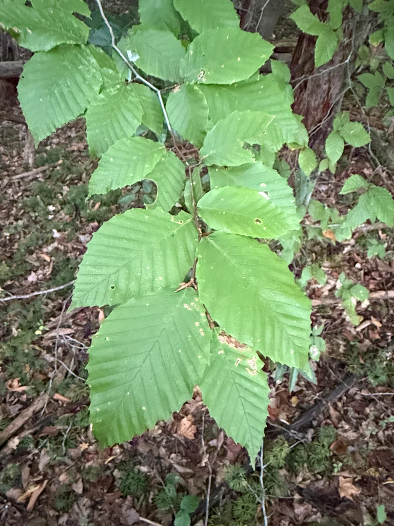 Fagus grandifolia