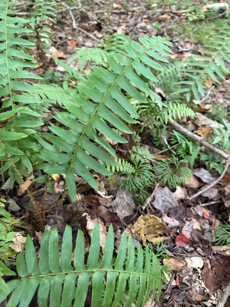 Polystichum Acrostichoides