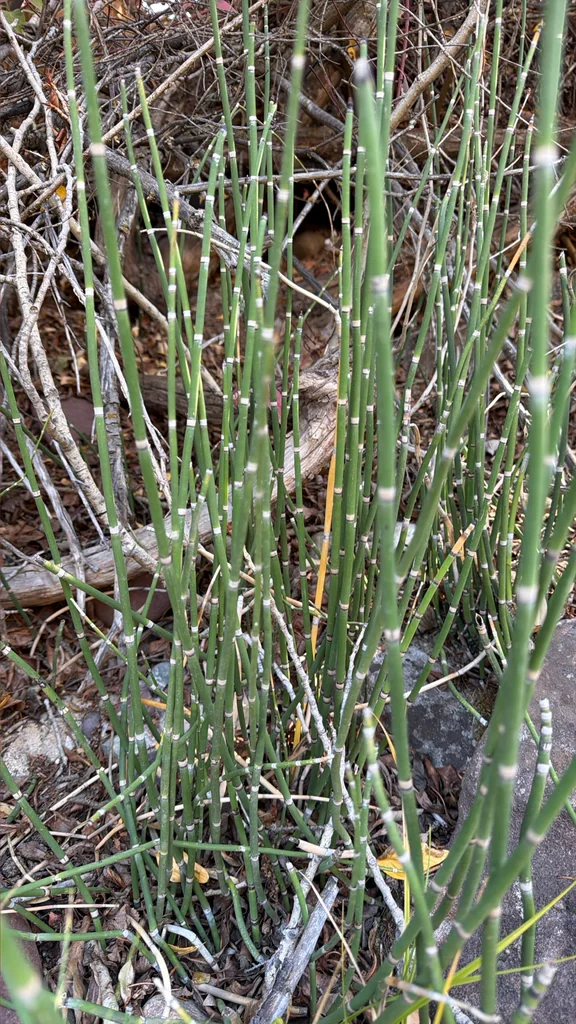 Equisetum Hyemale