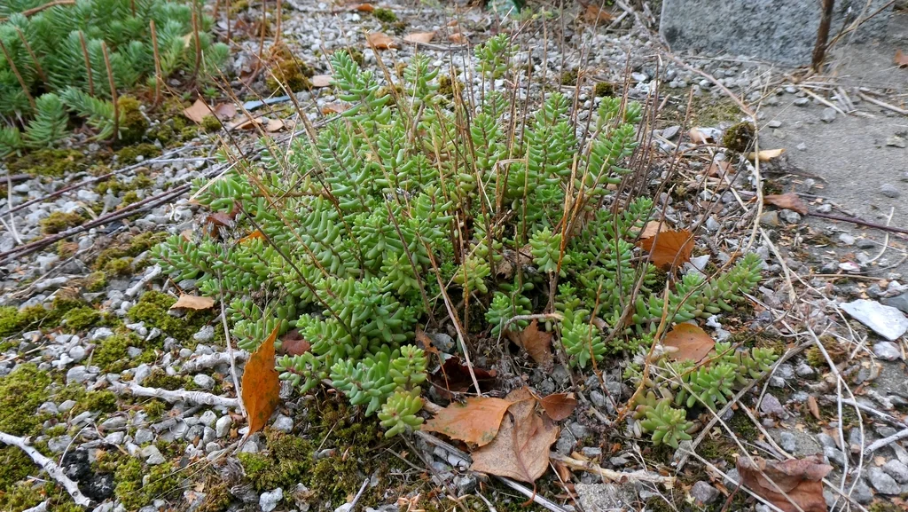Sedum Album