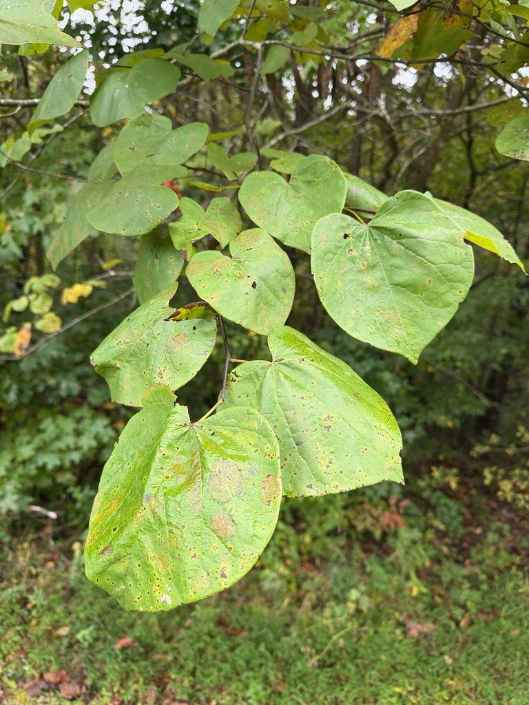 Cercis Canadensis