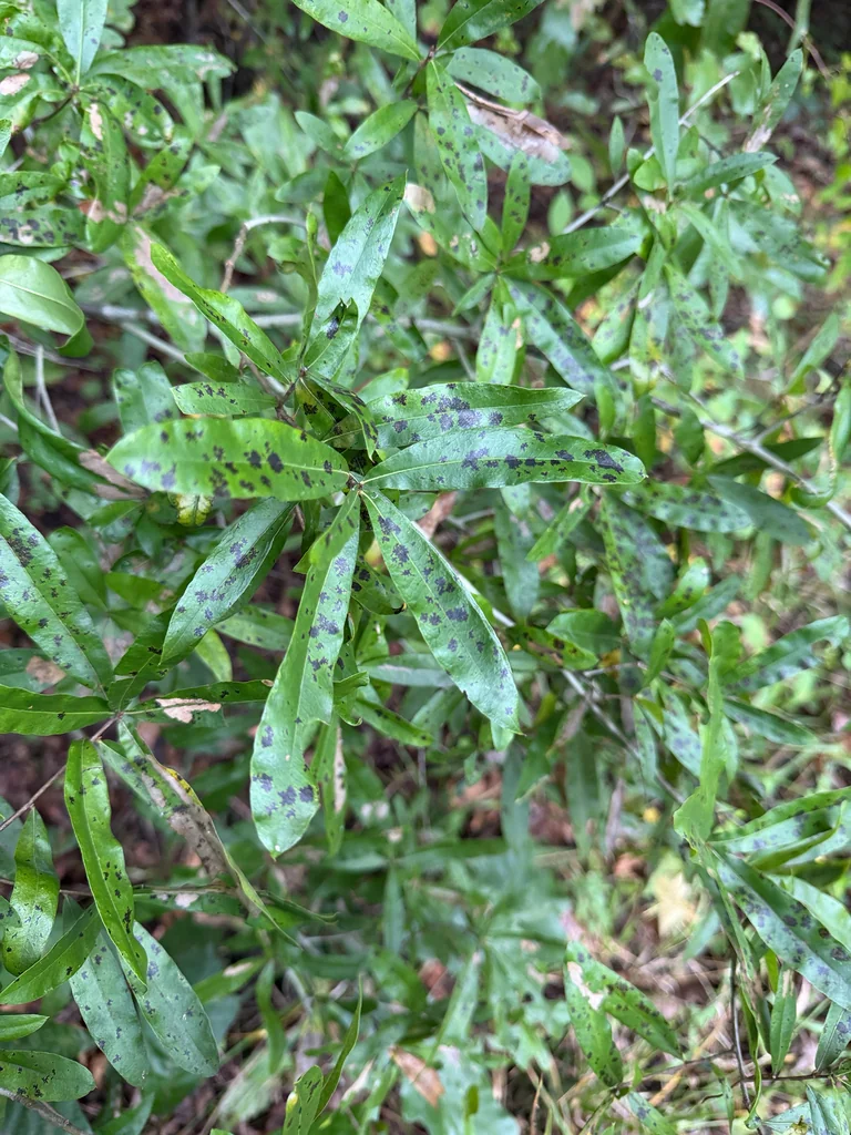 Quercus Phellos