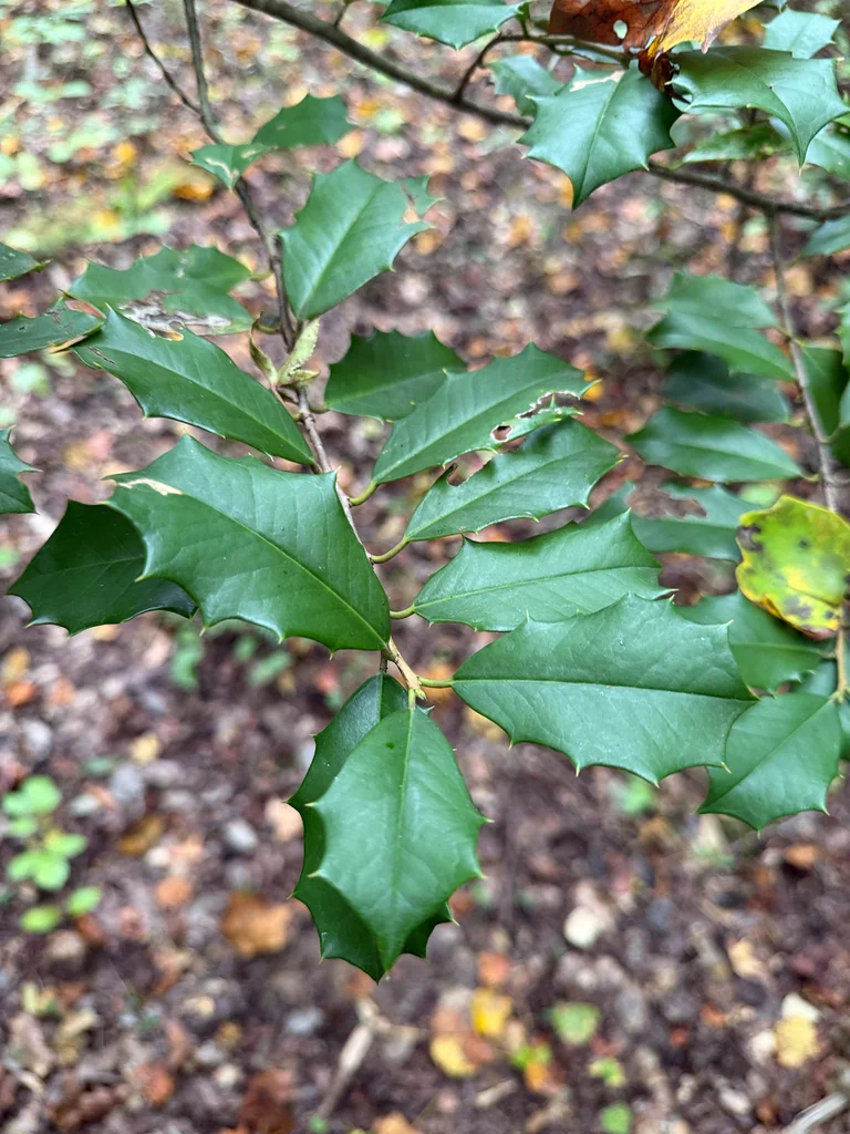 Ilex Opaca