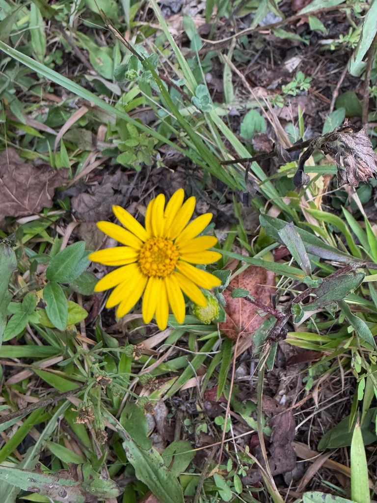 Chrysopsis Mariana