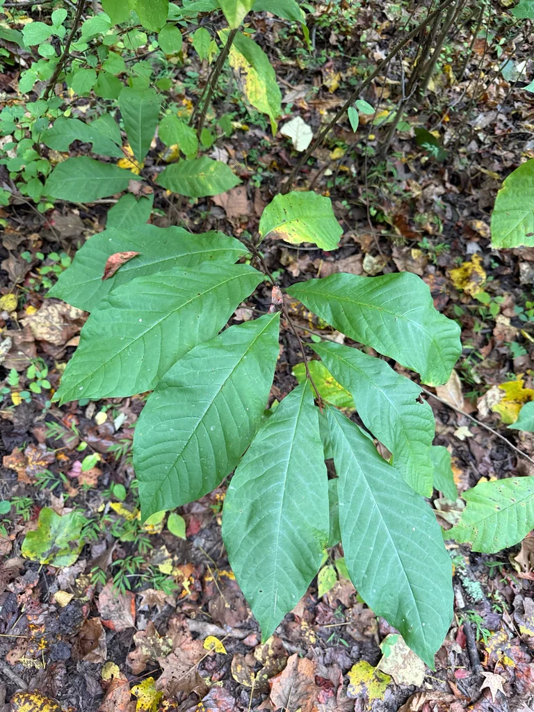 Asimina Triloba
