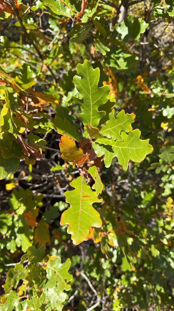 Quercus Gambelii
