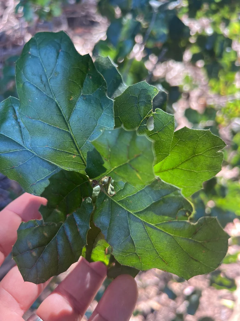 Quercus agrifolia