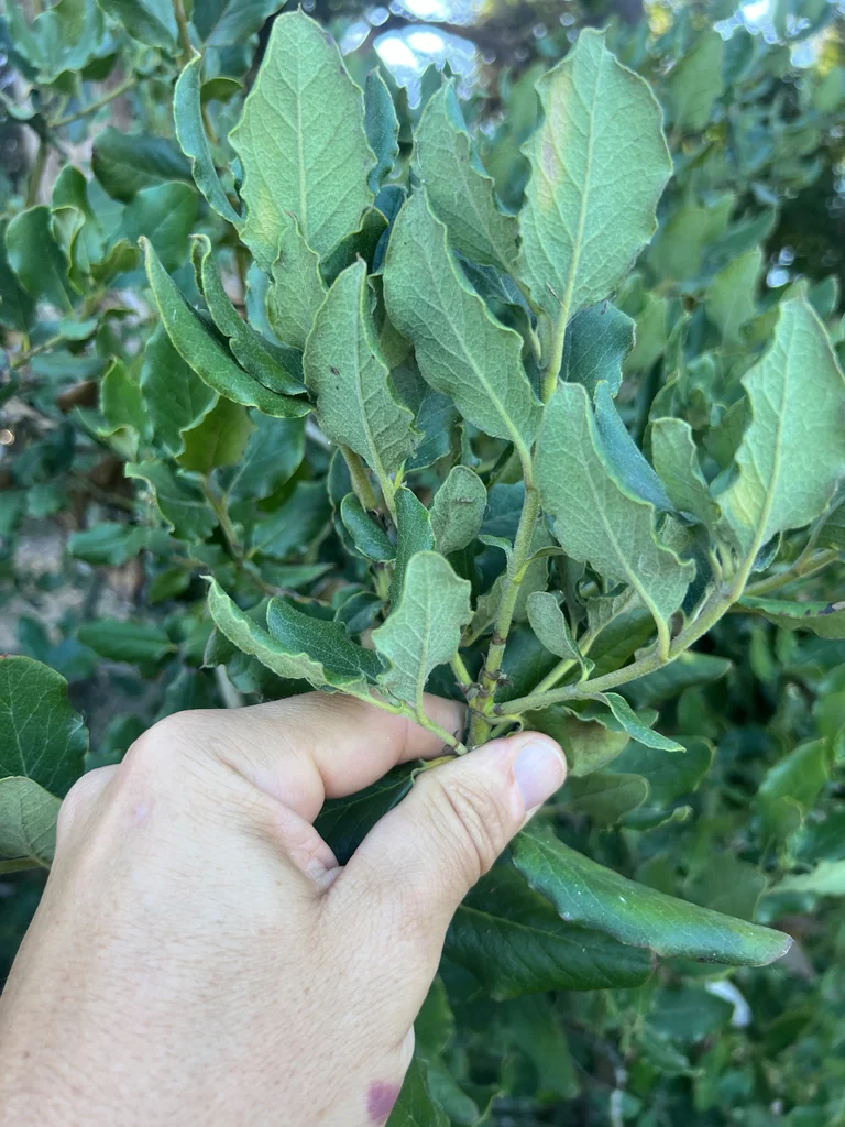 Garrya elliptica