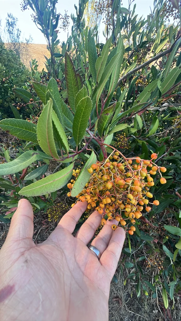 Heteromeles Arbutifolia