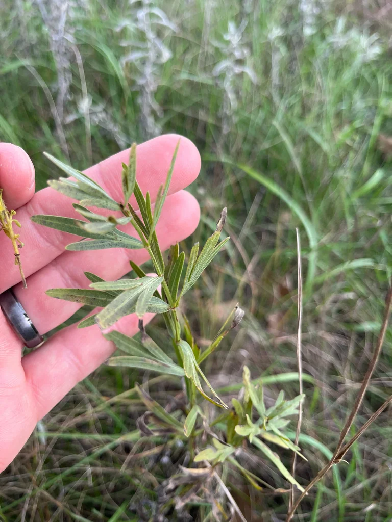 Coreopsis Palmata