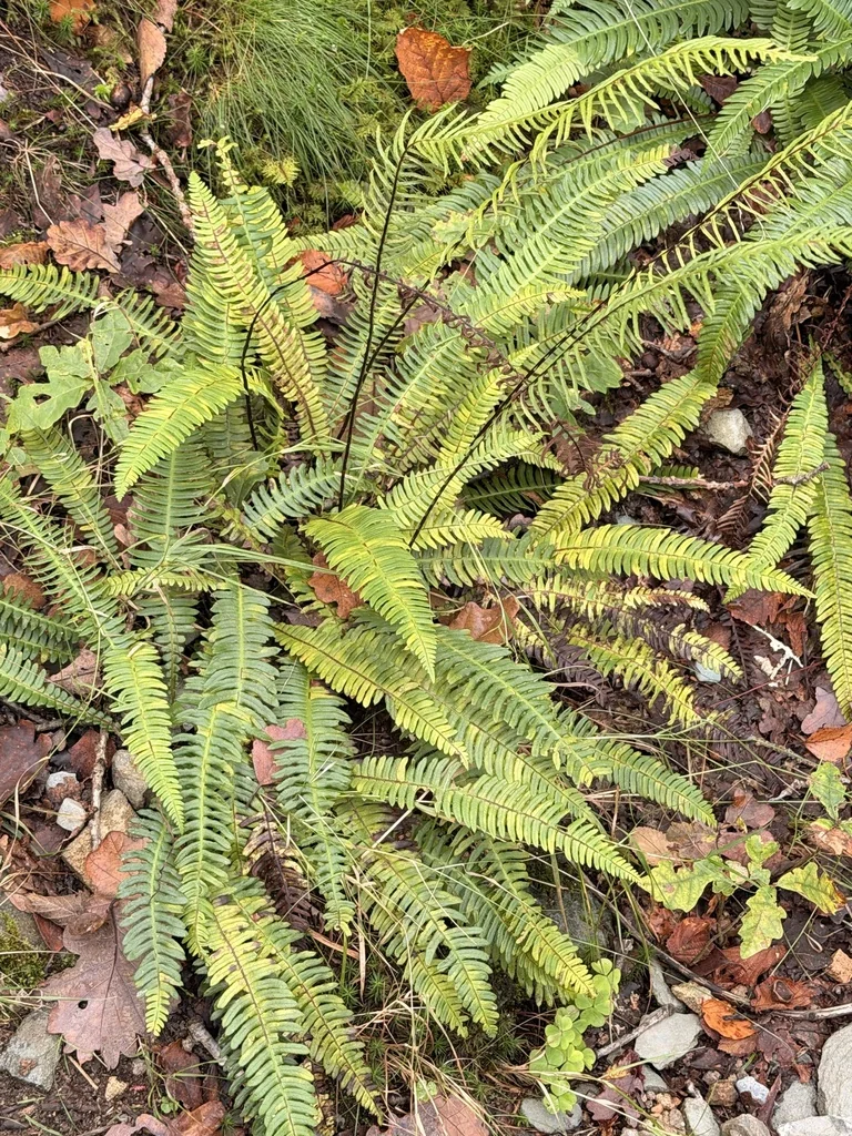 Blechnum Spicant