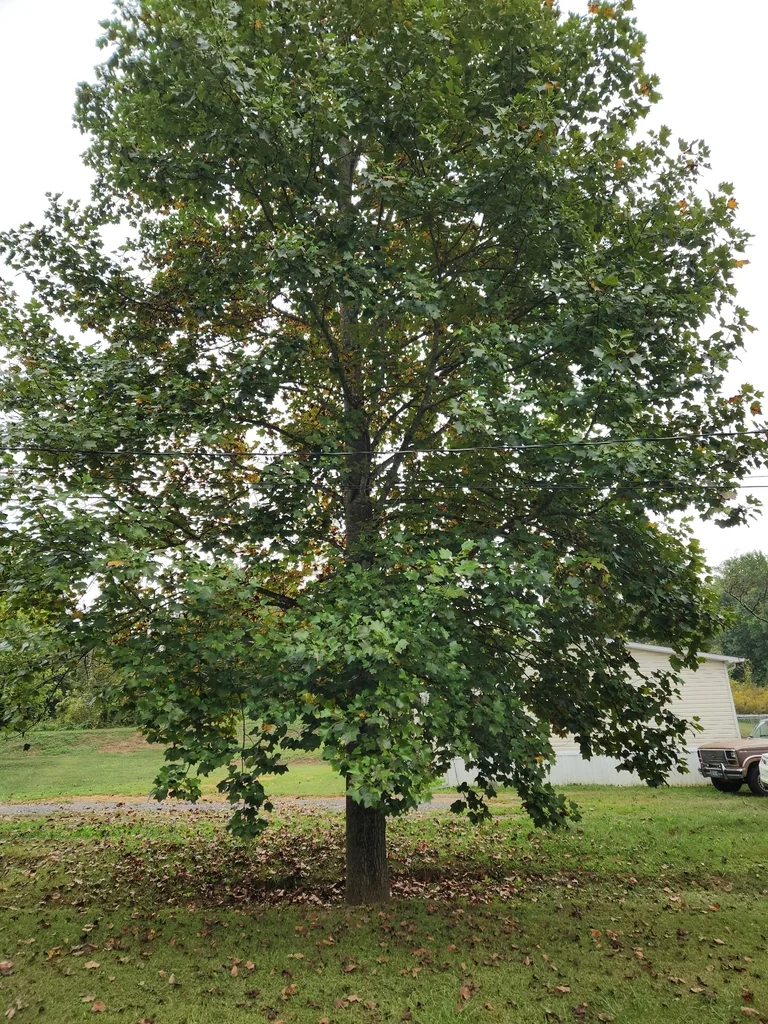 Liriodendron Tulipifera