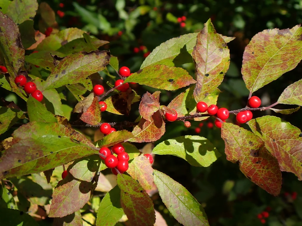 Ilex verticillata