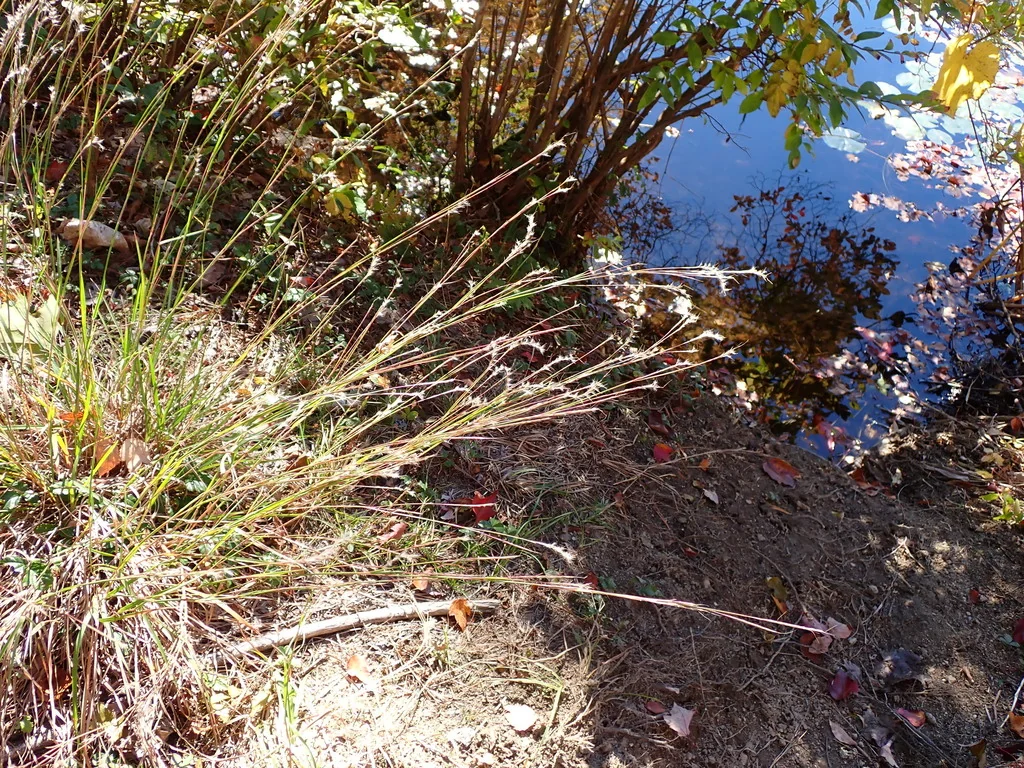 Schizachyrium scoparium