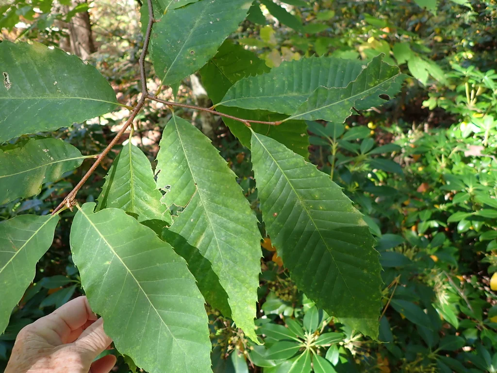 Castanea Dentata