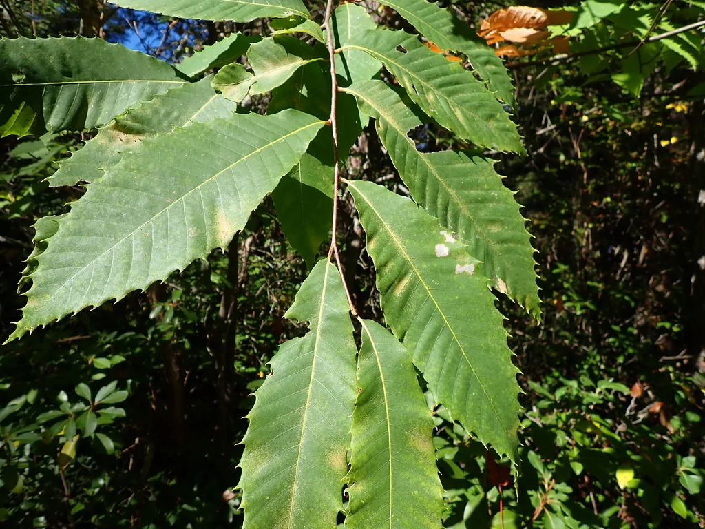 Castanea Dentata