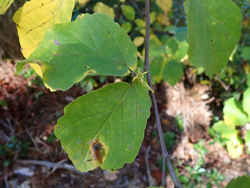 Hamamelis Virginiana