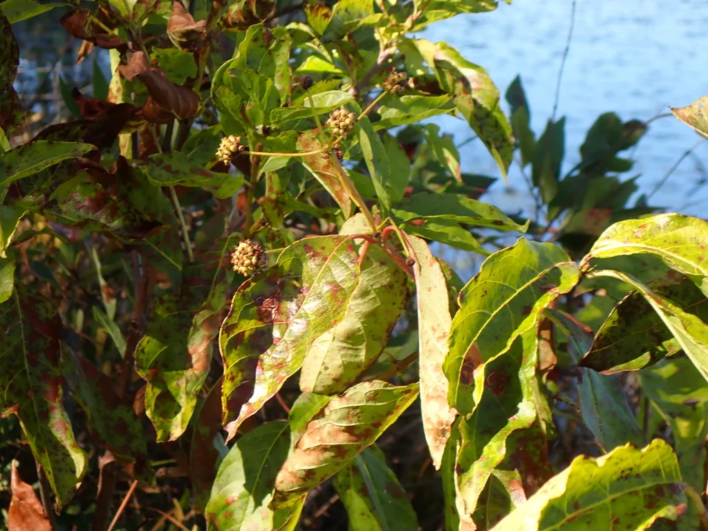 Cephalanthus Occidentalis