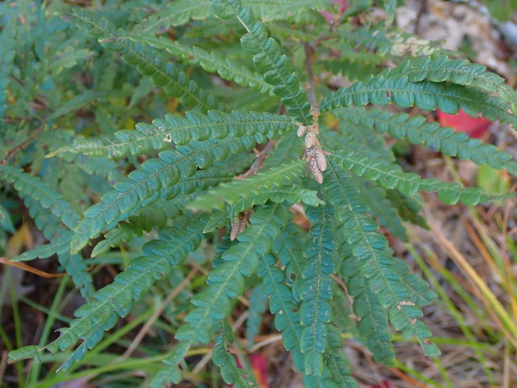 Comptonia Peregrina