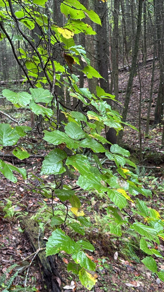 Hamamelis Virginiana