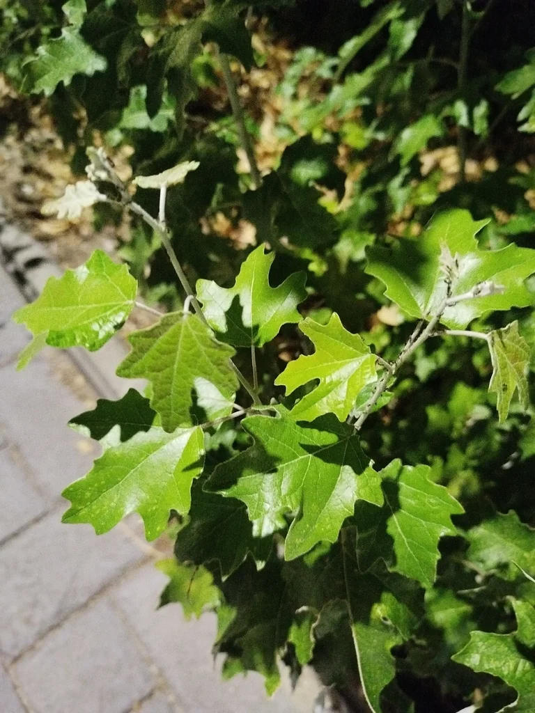 Populus Alba