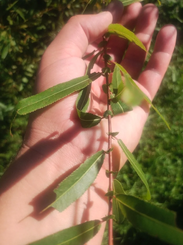 Salix Nigra