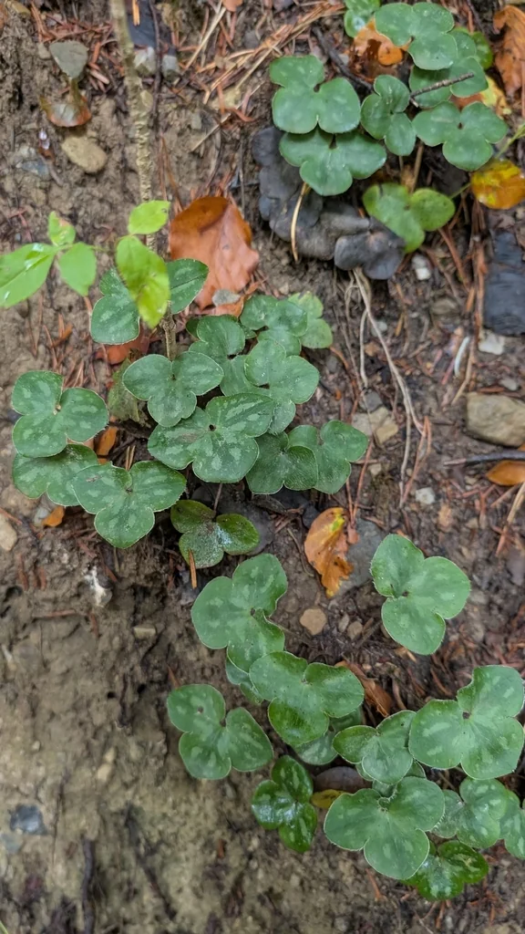 Hepatica Nobilis