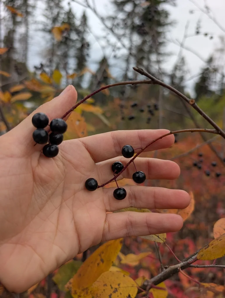 Prunus Virginiana