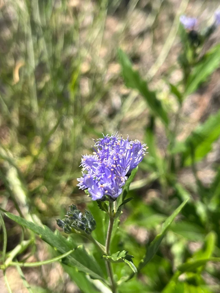 Caryopteris X Clandonensis