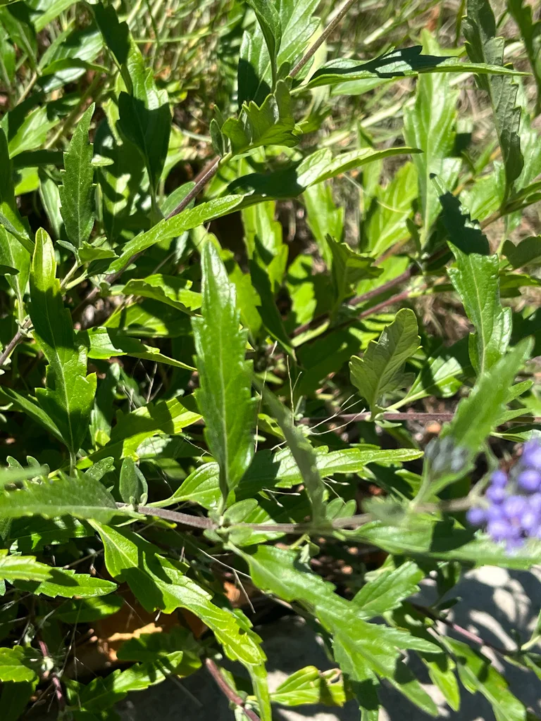 Caryopteris X Clandonensis
