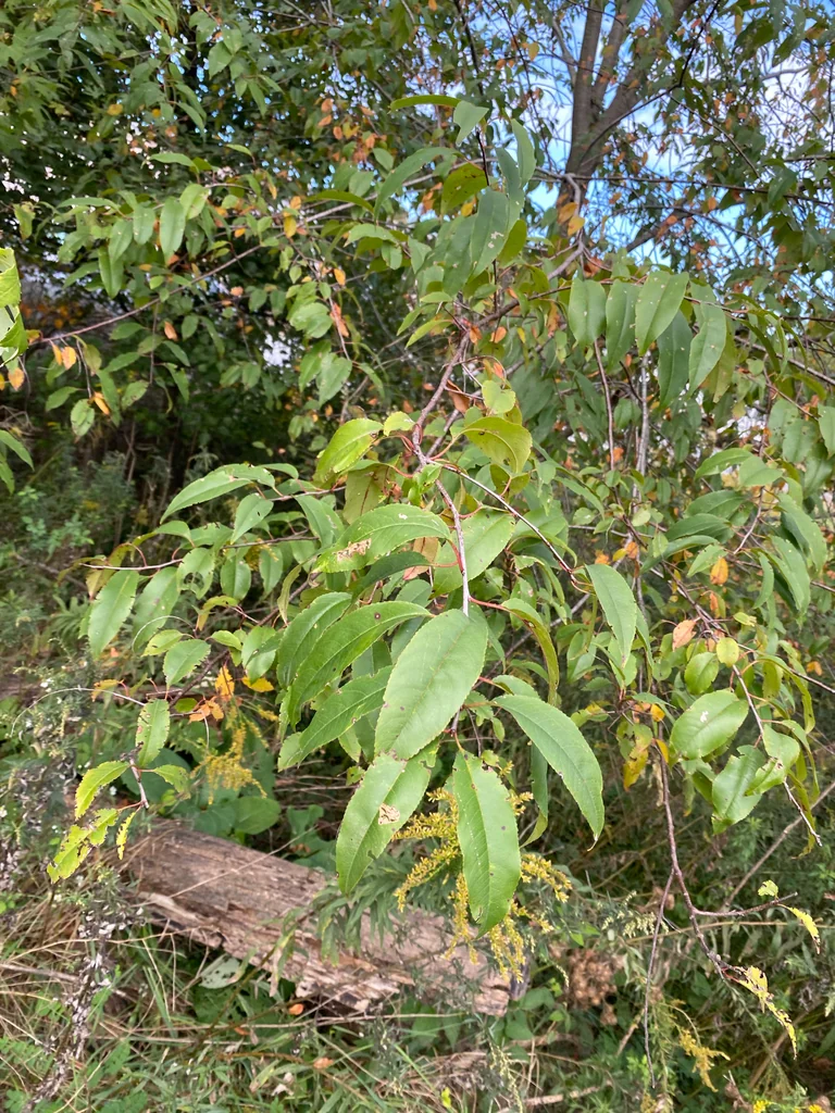 Prunus Serotina