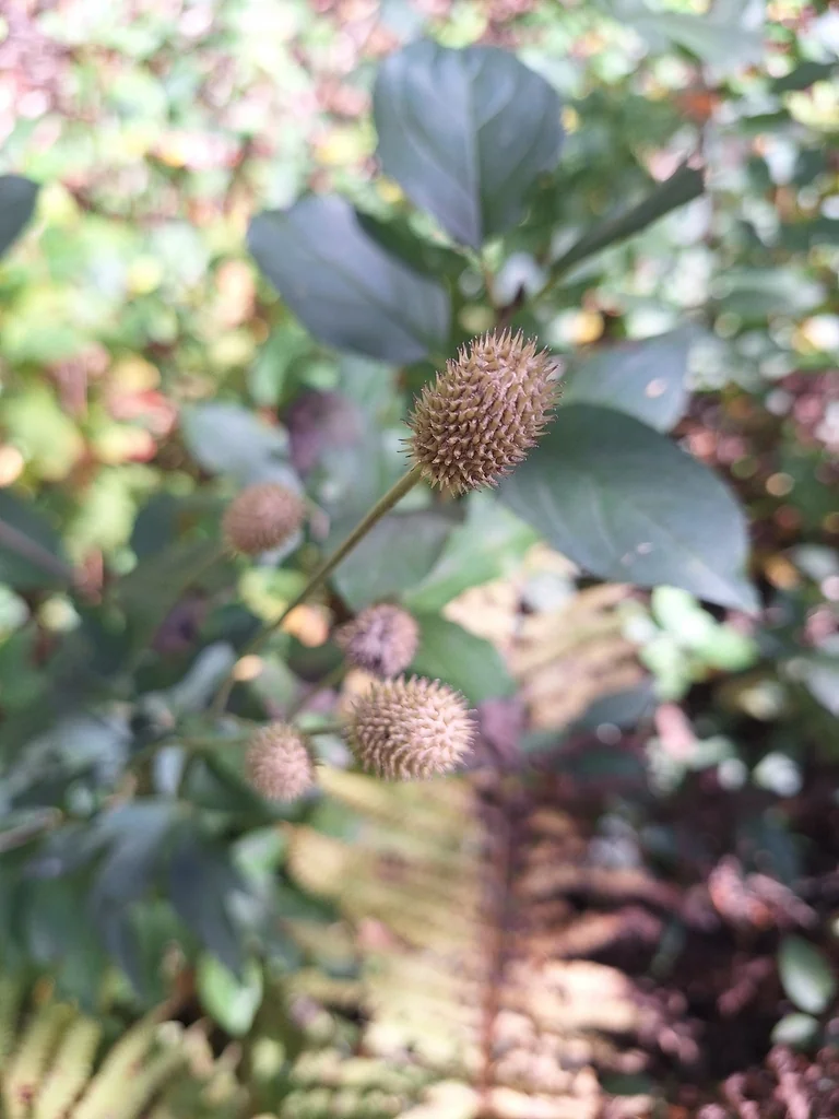 Anemone Virginiana