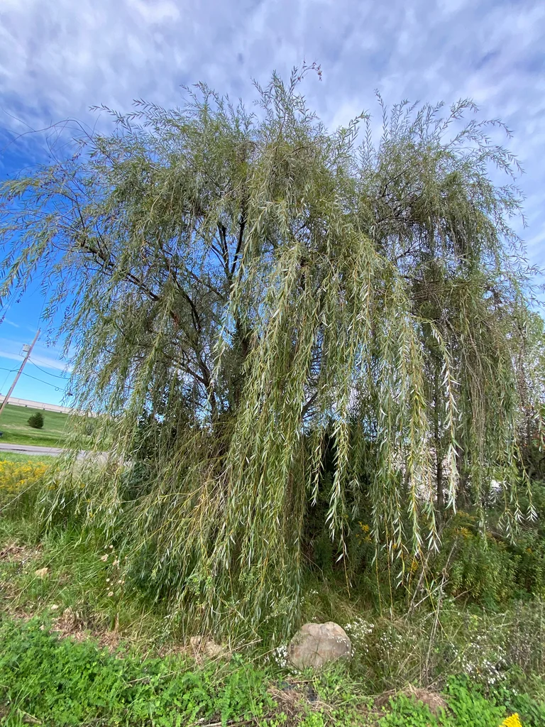 Salix Babylonica