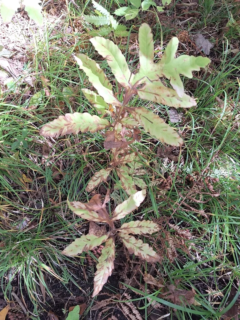 Onoclea Sensibilis