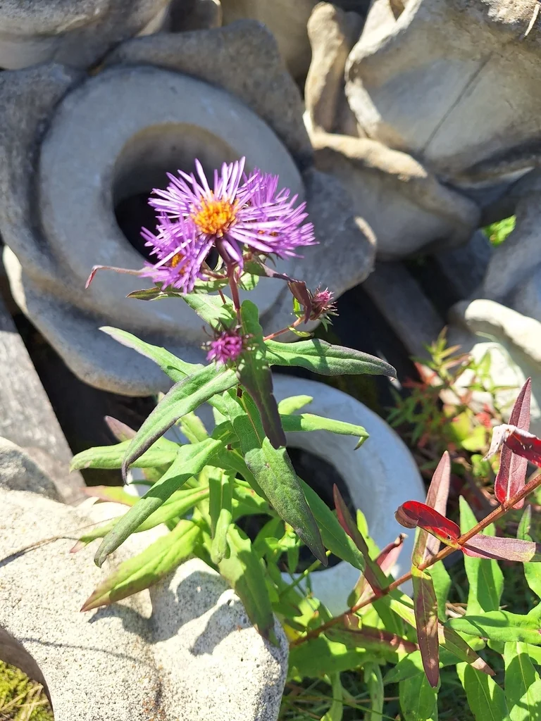 Aster Novae-Angliae