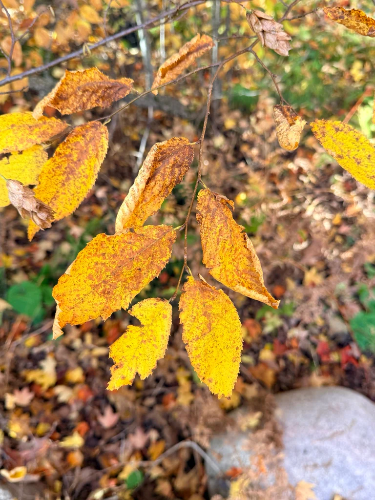 Ostrya Virginiana
