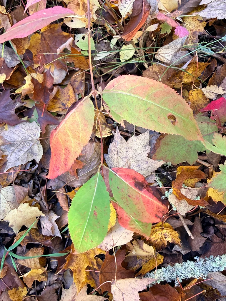 Diervilla Lonicera