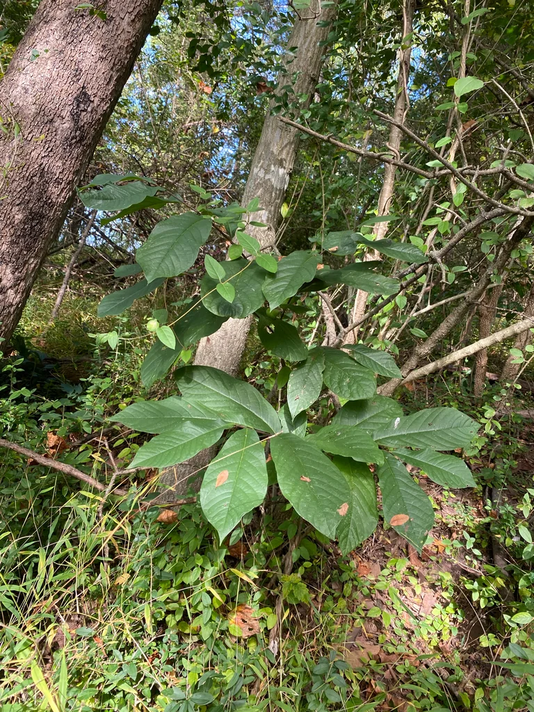 Asimina Triloba