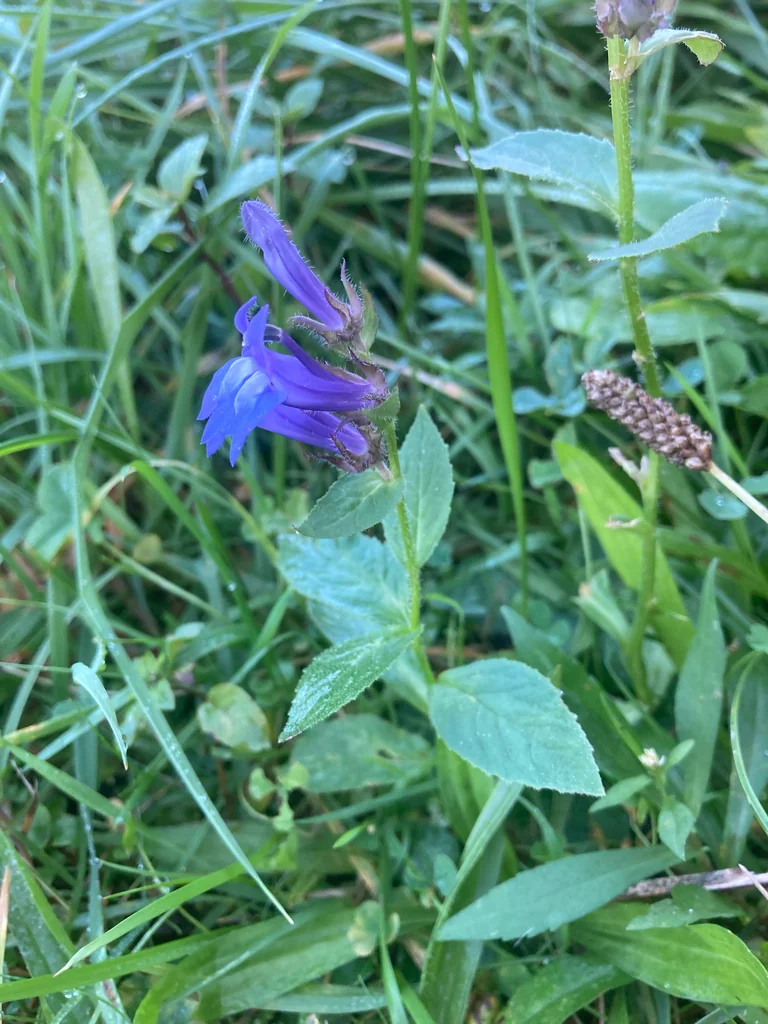 Lobelia Siphilitica