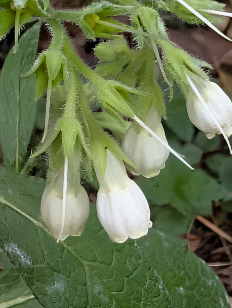 Symphytum Officinale